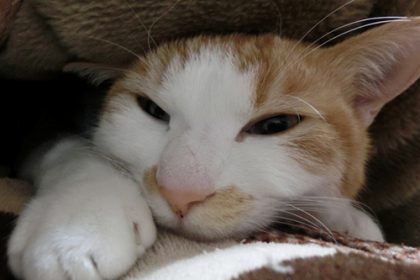 猫と毛布